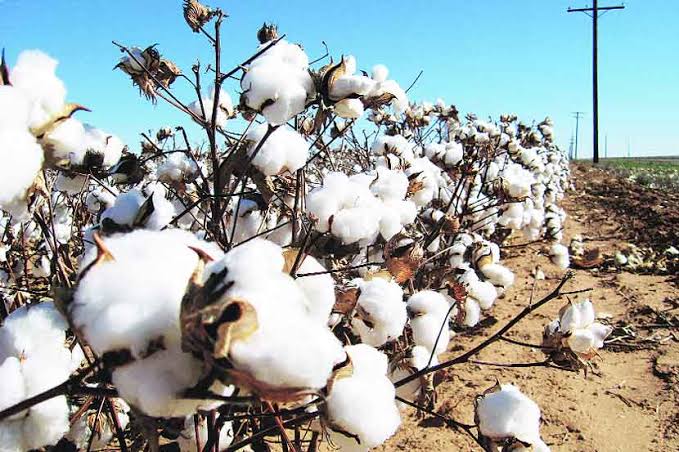 images - 2021-08-26T173232.661